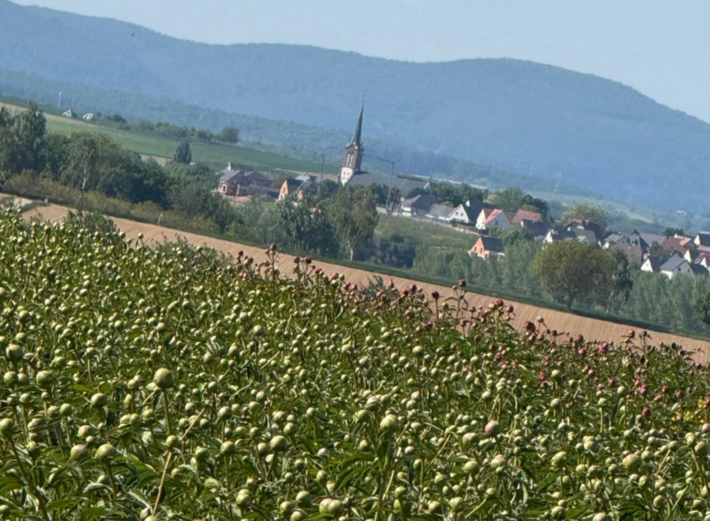Paysage printanier alsacien avec champs en fleurs, village au pied des Vosges du Nord et nature verdoyante autour d’Uberach.