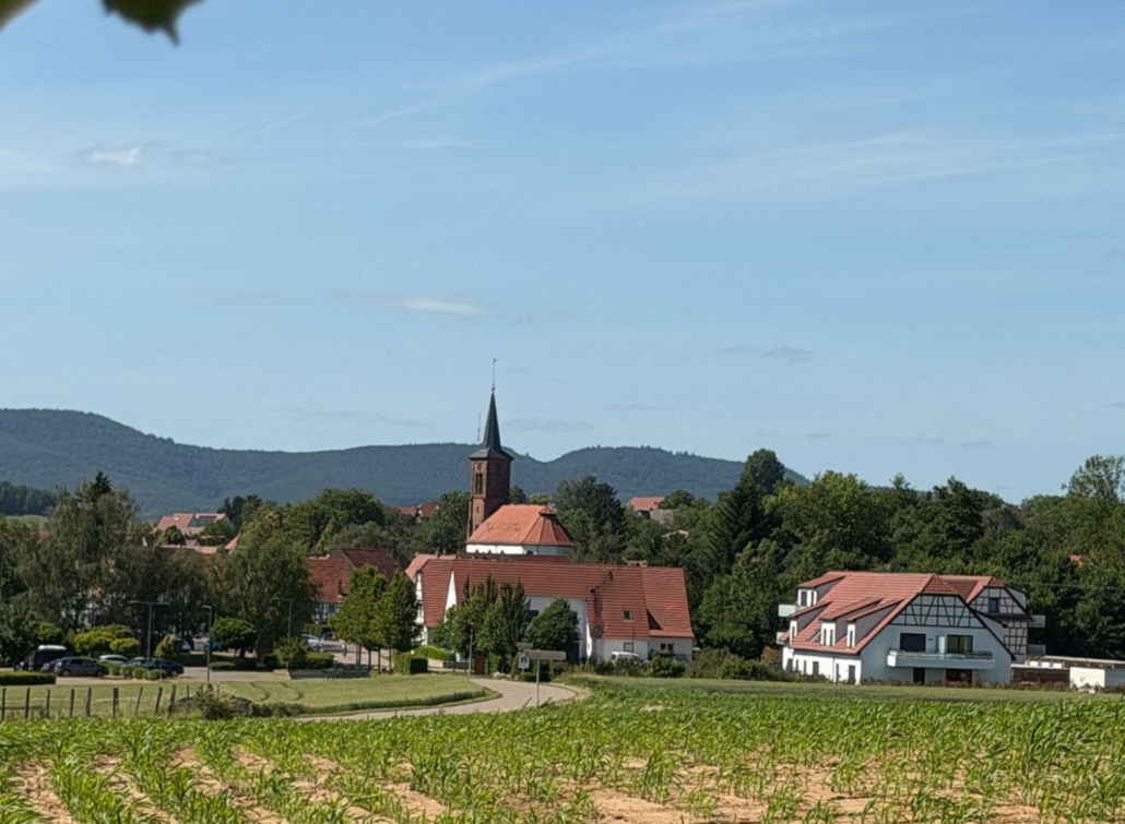 Vue du village alsacien de Hunspach avec son église, ses toits rouges et une maison à colombages, devant un champ de maïs et les collines boisées des Vosges du Nord.